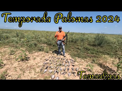 Apertura de Temporada de Paloma 2024 En Tamaulipas Mexico