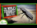 Diabolical Ironclad Beetle and Its Engineering Marvels