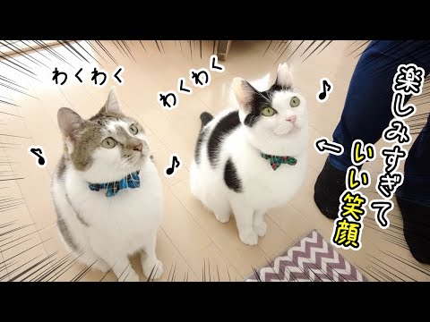 バレンタインのご褒美はどこ⁉猫の宝探しゲームが楽しすぎたｗ