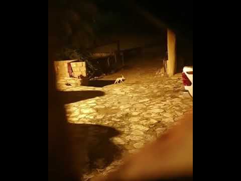 ثعلب كل ليله ياكل الدجاج والحمام ولاكن هاذي اليله ما مرت على خير