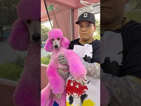 Creo que el cliente ya no volverá #monterrey #humor #comedia #summeronshorts #groomer #grooming