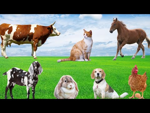 Farm Animal Moments - Dog, Cow, Chicken, Horse, Goat, Rabbit - Animal Sounds