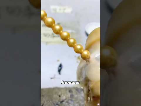Did you know that pearls are actually made by humans?#Knowledge #us #pearls #manufacture #usa