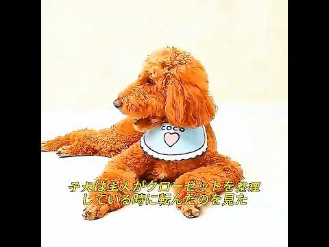 ペットの間に偏愛はあるべきですか? #cute #funny #shorts #pets