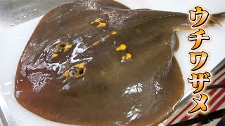 【サメという名のエイ】ウチワザメの刺身と煮付けはどんな味!?