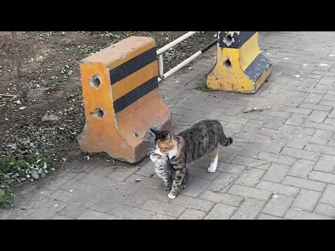 Cutest Moment I followed A Cat carrying her kitten to see where she goes