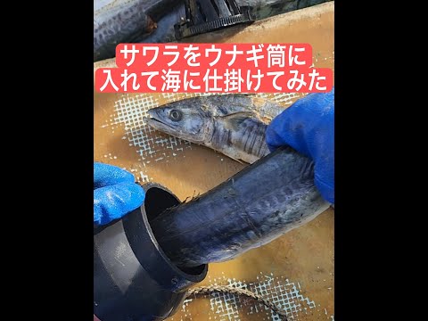 サワラをウナギ筒に入れて海に仕掛けてみた!この魚は何だろう?#shorts