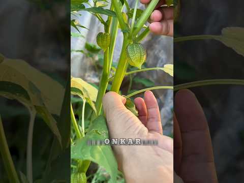 जंगल की अनमोल देन: टोमेटिलो का पौधा || #shorts #farming