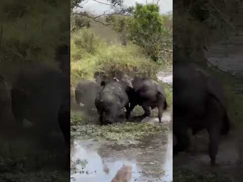 Bufalloes fighting over Dominance #shortvideo #safari #safarilive #wildlife #nature