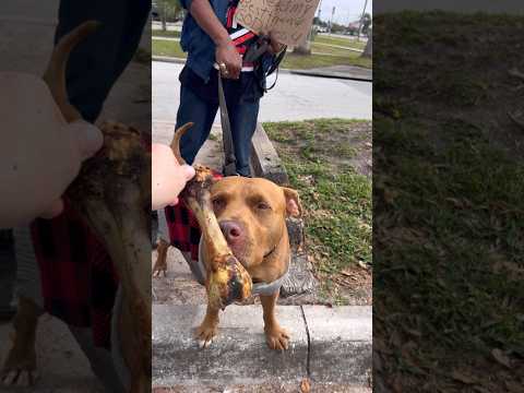 Passing out Bones to Dogs on the Streets