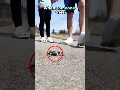 Never step on this spider😱