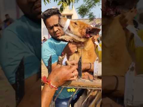 A Heartwarming Dog Rescue ๐ญ