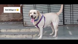 Labrador Dog first evening walk #labrador #2023