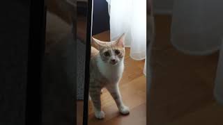 Şans'ın Ameliyat Günü Videosu Yayında #vlog #shorts