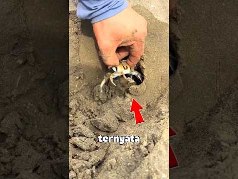 dia menemukan sesuatu di dalam lubang#shorts #trendingshorts #kepiting