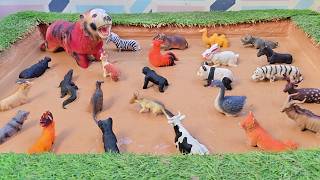 Inscribed the Secrets of Deadly Forest Animals and Learn Their Fun Facts