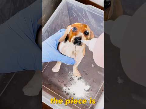 Turning My Dog Into SLINK From TOY STORY! #art #diy #howto #dog
