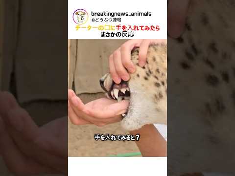 チーターの口に 手を入れてみたら まさかの反応