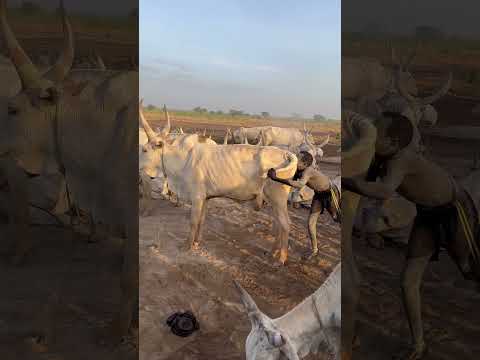 Mundari tribal boy performing a tribal ritual #southsudan #mundaritribe #mundari #africa #travel