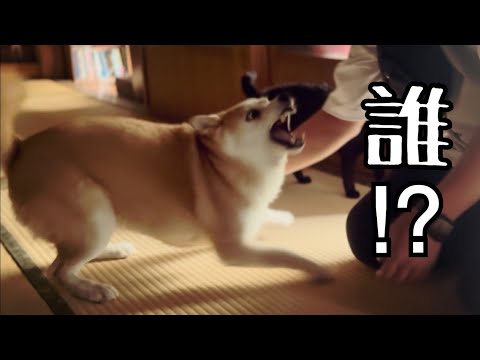 ３日ぶりの帰宅で不審者扱いされるパパ　Papa Came Home After 3 Days… Who?