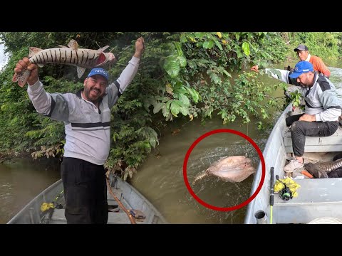 Amigos de la Pesca capitulo 12: Pesca , chorizos y bagres , campamento en el río Tame .