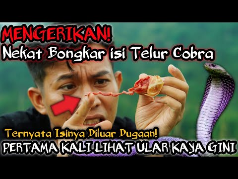 MENGERIKAN! NEKAT BUKA ISI TELUR COBRA! ISINYA BIKIN GELENG GELENG KEPALA! TELUR COBRA ANEH