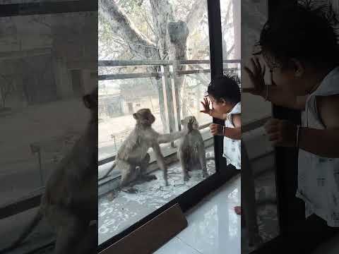 Baby raha playing with monkeys🐒🤣 #shorts #ytshorts #cutebaby#raha#