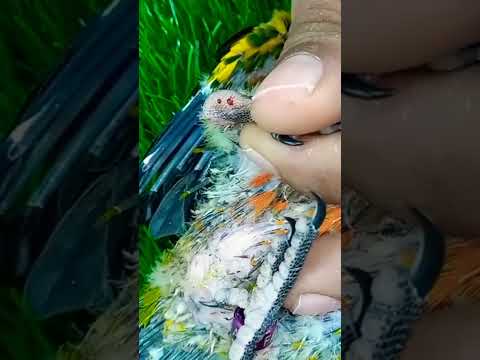 BloodDNA 😲#birds #africanlovebird #finches #sunconure 😲
