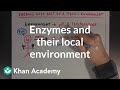 Enzyme Functionality and Environmental Factors