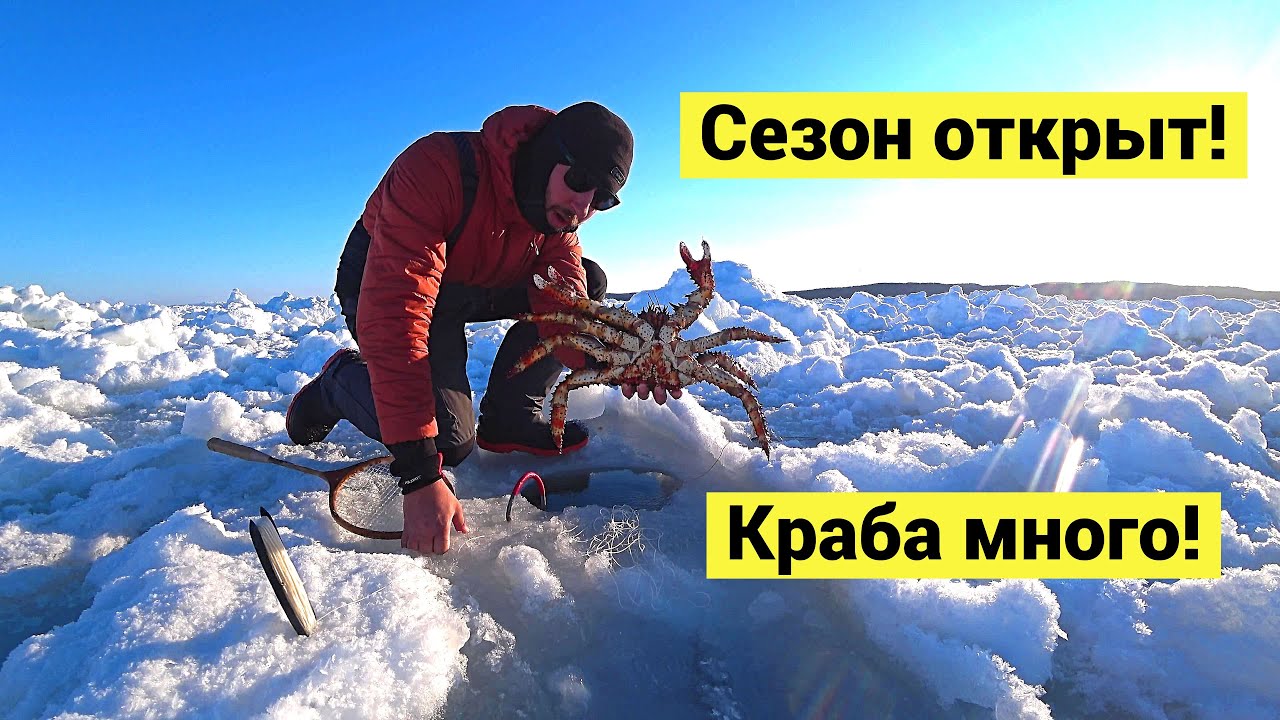 Сезон открыт! Краба много!