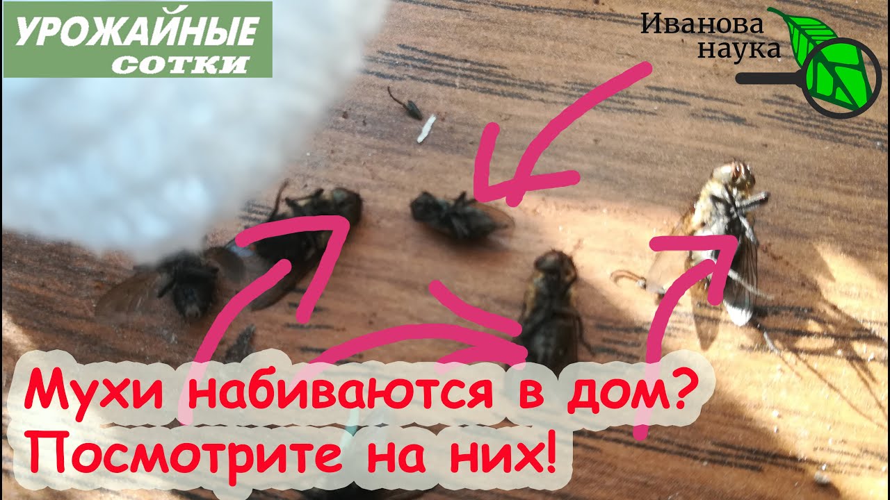 Осенние мухи набиваются в дом? Посмотрите на них они могут вам коечто рассказать!