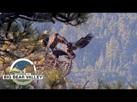 Big Bear Bald Eagle Live Nest - Cam 2 - Wide View