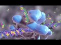 Protein Synthesis and RNA Functions
