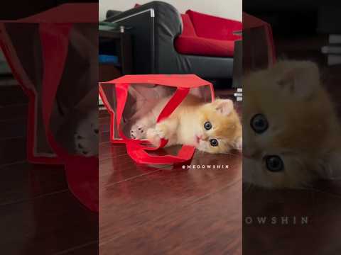 Kitten be like : Where's the delivery guy? Im already packed and ready to go!😸