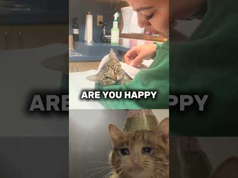Cat spending his last moment with owner #sad #cat #heartwarmingvideo