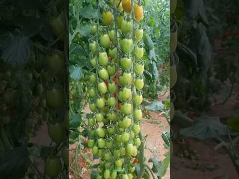 New technique for growing tomato plants #tomato_grafting #tomato #farming #viral #shorts
