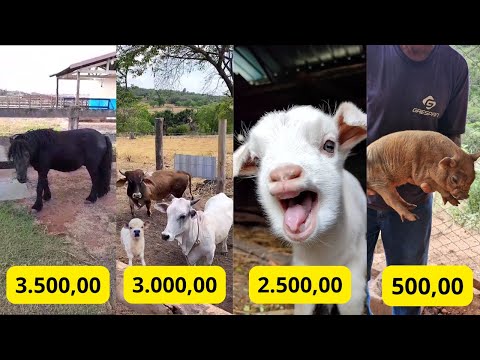 MINI ANIMAIS: os menores animais da roça. Saiba onde comprar e os preços.