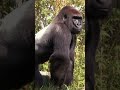 Doug Teague's Bigfoot Encounter Evidence
