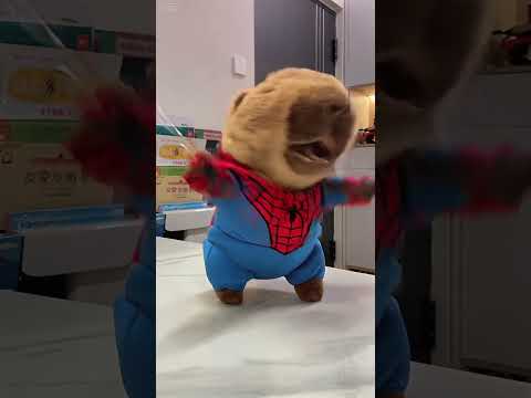 Spider-Man Song! #capybara #spiderman #song #dance