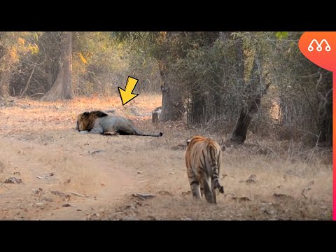 QUANDO O TIGRE ENCONTRA O LEÃO