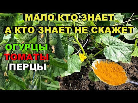 Как я спас свои огурцы томаты перцы с помощью этого простого трюка!