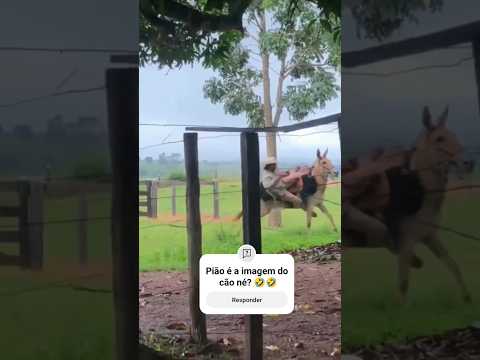 Pião é a imagem do cão né? 🤣🤣 #fazenda #pecuarista #gado #agro #vidanocampo #farm #boi #pecuaria