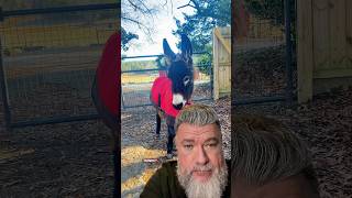 Justice for HeeHaw & all the animals that are taken by insufficient training