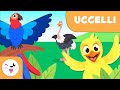 Uccelli: Caratteristiche e Velocità