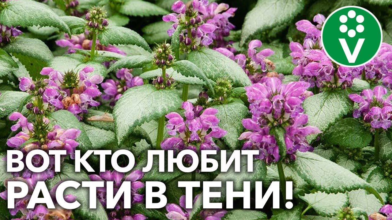 Лучшие теневыносливые растения для влажных почв! Создайте тенистый уголок для летнего отдыха!
