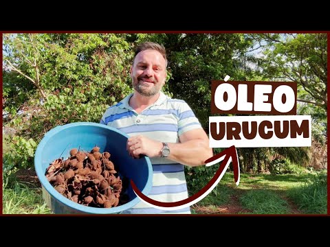 ÓLEO de URUCUM para PIGMENTAR a GEMA do OVO: como fazer de forma caseira e simples