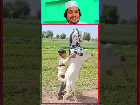 is bacche ne is Bakre Ko Insan banaa Diya