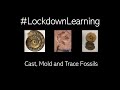 Fossils and Their Significance