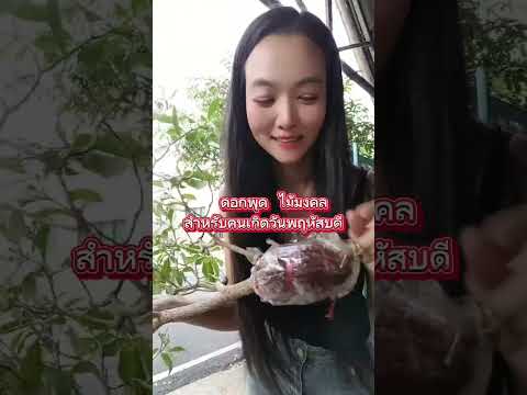 ตอนดอกพุดง่ายๆไม้มงคลคนเกิดวันพฤหัสบดี