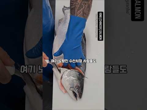 연어 오로시 중 최강 영상